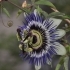 Passiflora caerulea -- Blaue Passionsblume